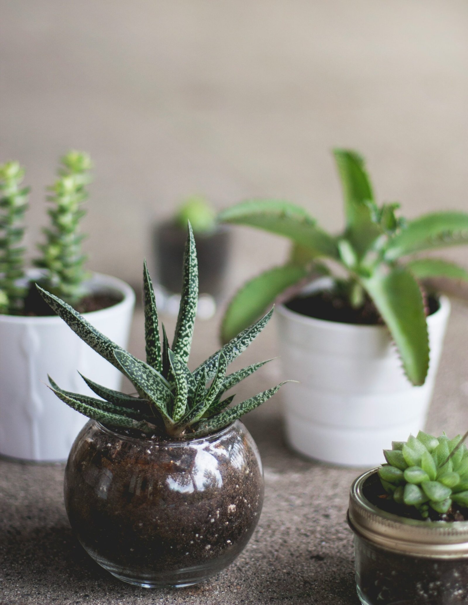 Indoor Plants