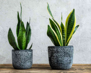 Indoor Plants